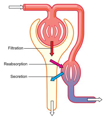 Urine formation: Mechanism, Process | infinity Learn