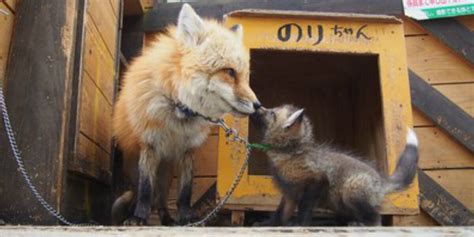 Fox Village In Japan Is Not As Cute As It Seems - The Dodo