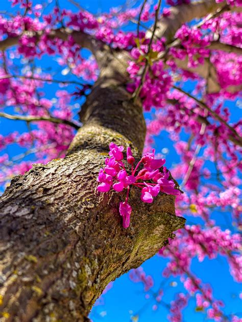 Redbud Tree Seeds to Grow 25 Seeds Early Blooming Pink | Etsy