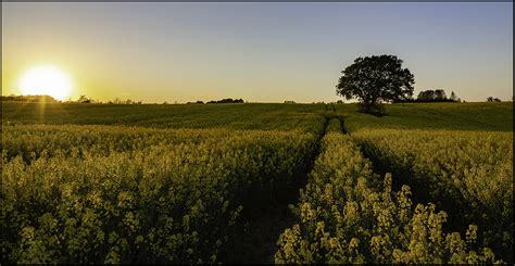 Sunset over canola field - PentaxForums.com