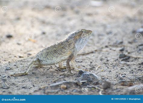 Oriental Garden Lizard Male Standing on the Ground Stock Photo - Image of animals, jungle: 199123920