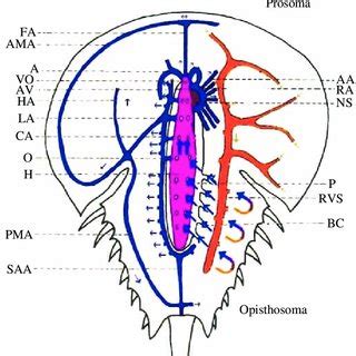 Diagram of heart of lobster to show ostia and arterial valves and ...