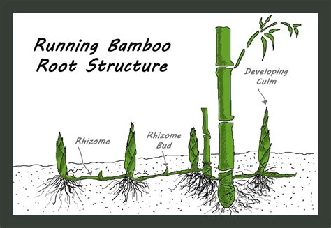 Plant Structure - Bamboo: A Unique and Versatile Plant