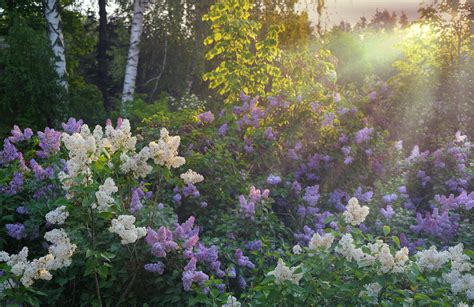 How to Plant Lilacs for Stunning Spring Blooms