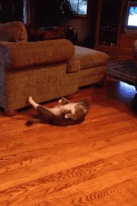 Cat Crunches, funny Gifs - GIFSLOT