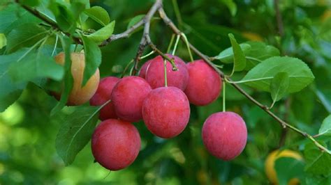 Cherry Plum Tree Supplier,Wholesale Cherry Plum Tree Supplier from Delhi India