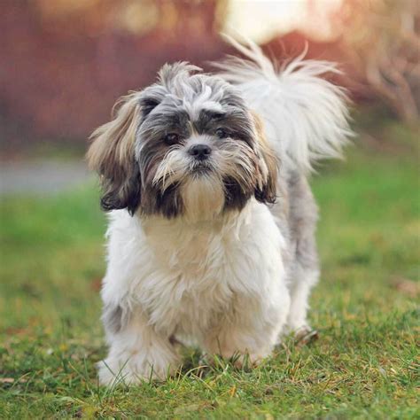 Shih Tzu Dog | Origin, Health, Temperaments & Best Grooming