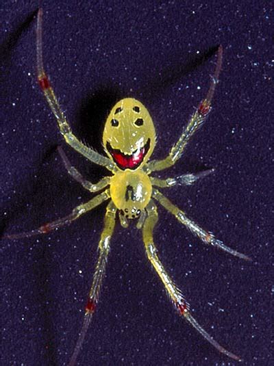 Spider Facts Archives - Animal Facts For Kids | Wild Facts