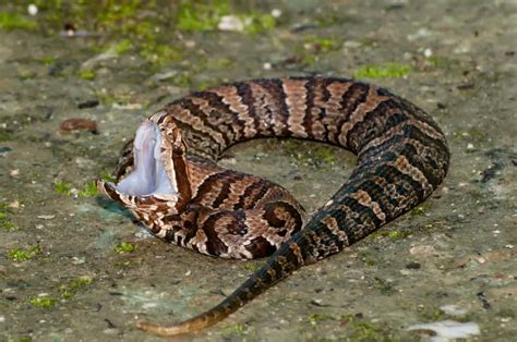 Cottonmouth vs Hognose Snake: What’s the Difference? - AZ Animals