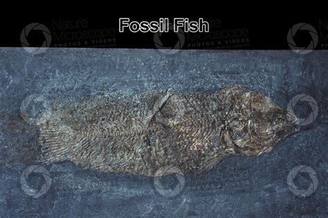 Fish. Fossil. Triassic - Fishes - Triassic - Mesozoic - Fossils - Photos