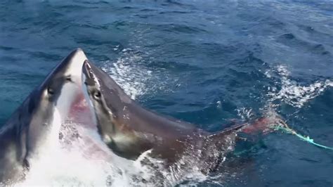 Watch great white shark attack another great white in incredible video - ABC7 Los Angeles