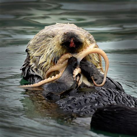 Sea Otter Eating Octopus Photograph by Cindy McIntyre