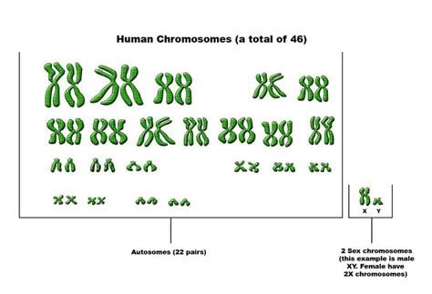 Autosomal DNA Test - What is It and What Does It Tell You?