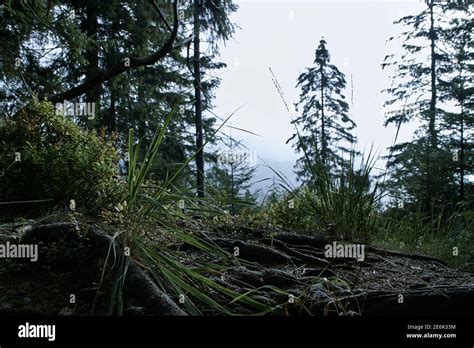 Hiking through the Black Forest in Germany Stock Photo - Alamy