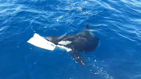 Orcas attack boat with ruthless efficiency, tearing off rudders in just 15 minutes | Live Science