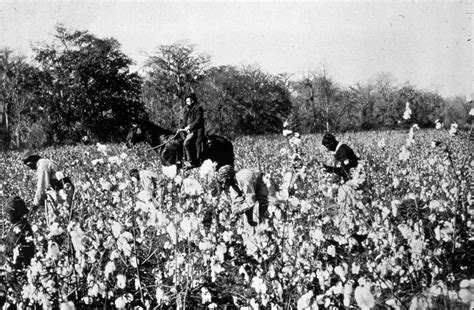 The Wealth Of A Nation: How Cotton Industry Slavery In The Deep South ...