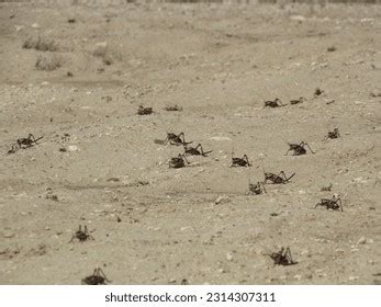 208 Mormon Cricket Images, Stock Photos, and Vectors | Shutterstock