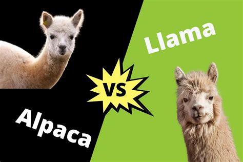 Difference Between Alpaca And Llama | ContrastHub