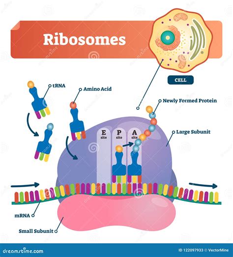 Ribosomes Diagram Labeled