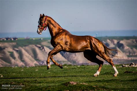 Mehr News Agency - Turkmen horse Iran's national heritage