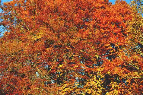 Free Images : branch, autumn, season, maple tree, maple leaf, deciduous, flowering plant, woody ...