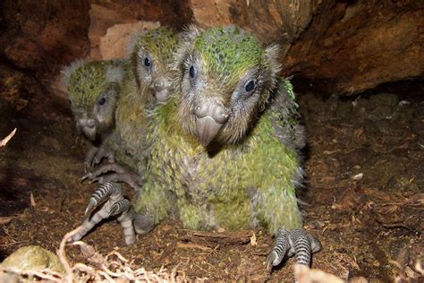 Baby boom for the kakapo, New Zealand’s critically endangered parrot ...