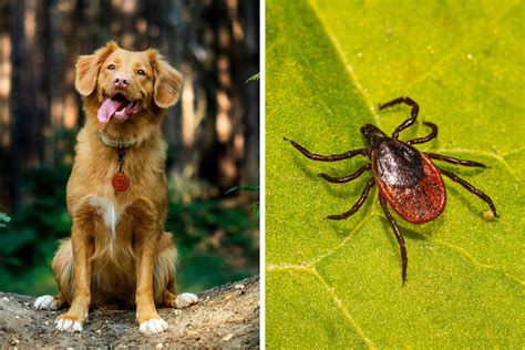 Effective Tick Prevention Tips: Keeping Your Dog Safe from Flea and ...