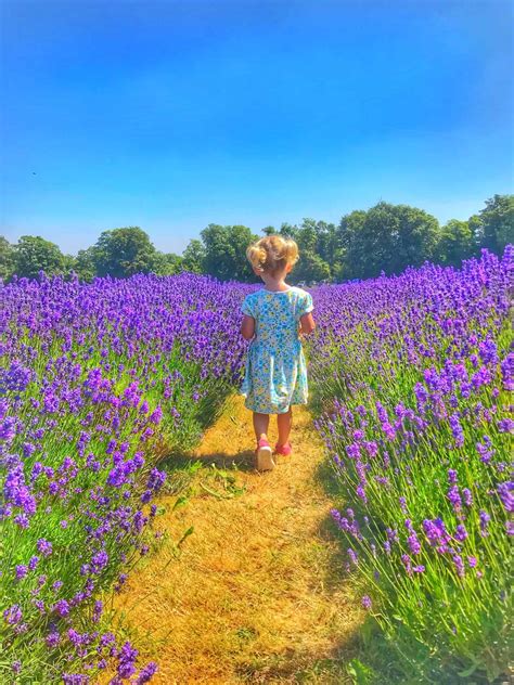 Best Lavender Fields In London (and Nearby) - Wandermust Family