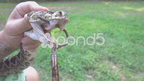 Eastern Diamondback Rattlesnake Fangs