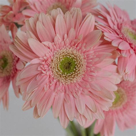 Buy Wholesale Light Pink Gerbera Daisy in Bulk - FiftyFlowers