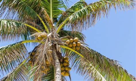 Coconut Tree vs Palm Tree: 5 Key Differences - A-Z Animals