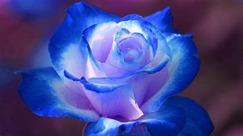 Blue Rose Wallpapers - Wallpaper, High Definition, High Quality, Widescreen