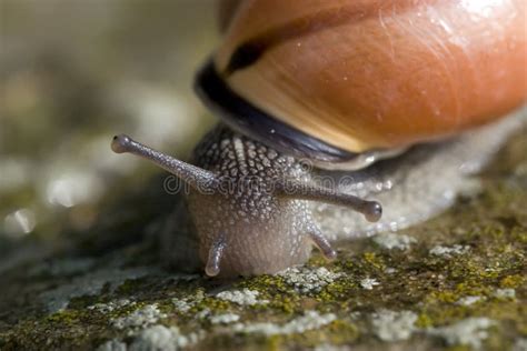 Snail Eye Stalks stock photo. Image of garden, skin, closeup - 4036398