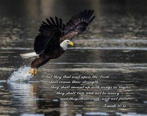 Eagle-isaiah 40:31 Bible Verse Picture 8x10 Harry Collins Original ...