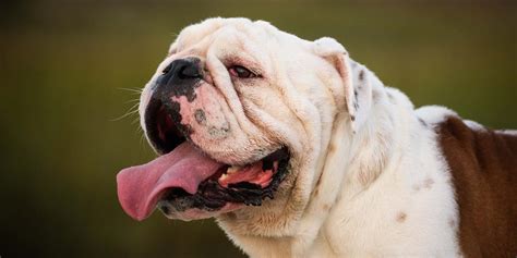 Australian Bulldog vs English Bulldog - Breed Comparison