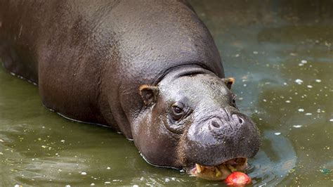 Pygmy Hippopotamus | San Diego Zoo Animals & Plants