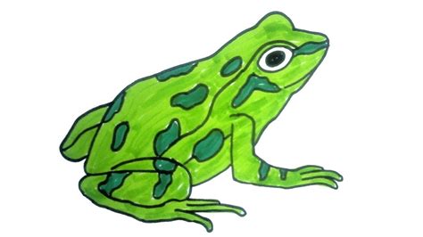 Jumping Frog Drawing | Free download on ClipArtMag