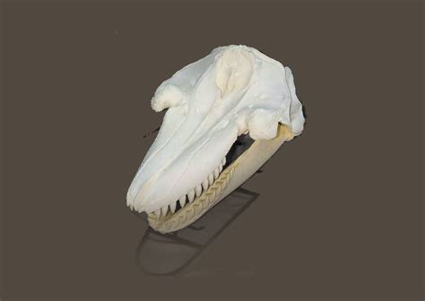 Killer Whale Skull Replica - SkeletonsAndSkullsSuperstore