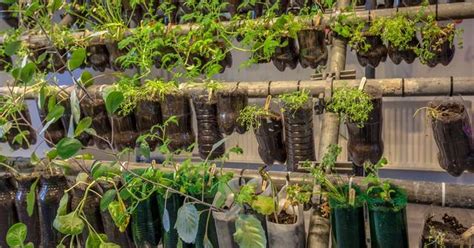 How to Make a Plastic Bottle Garden for Sustainable Gardening