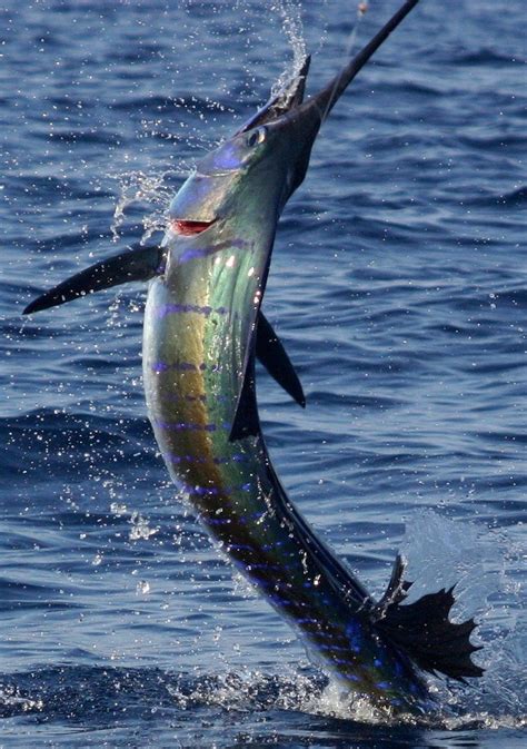 The 25+ best Marlin fishing ideas on Pinterest | Blue marlin, Deep sea fishing and Offshore fishing