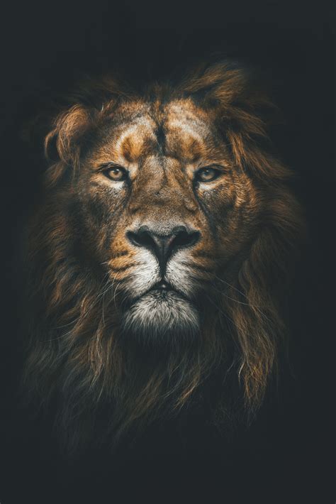 Lion Wallpapers on WallpaperDog