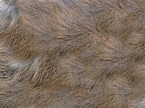 Grey Fur Texture Free (Fabric) | Textures for Photoshop