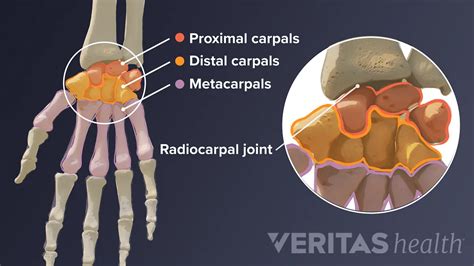 Wrist Joint Anatomy