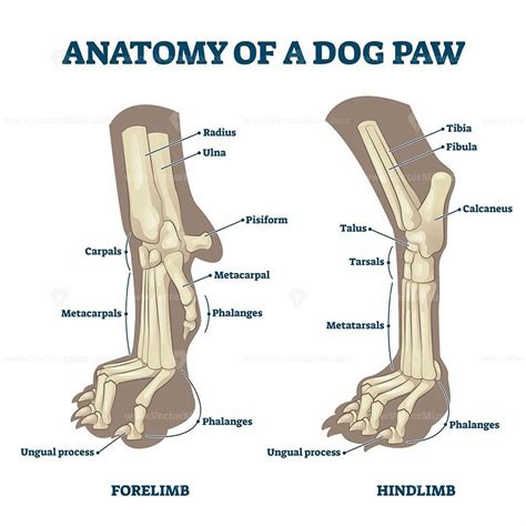 Anatomy of dog paws with forelimb and hindlimb bones vector illustration | Vet medicine, Dog ...