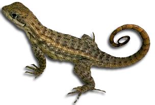 Lizards PNG HD Transparent Lizards HD.PNG Images. | PlusPNG