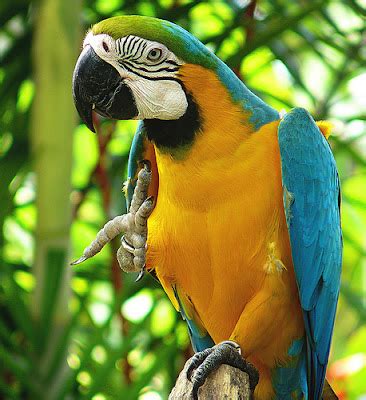 Macaw Parrot Price in india 2021 | Parrot Price in india