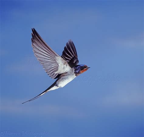 Swallow in flight photo - WP28012