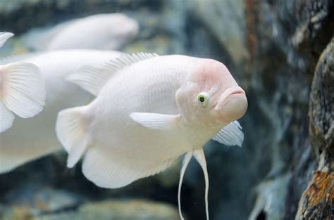 Giant gourami - How big do giant Gouramis get? - SeaFish