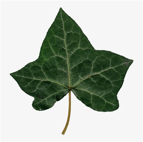 Ivy Leaf 02 485 Kb - Png Ivy Leaf Transparent PNG - 800x800 - Free ...