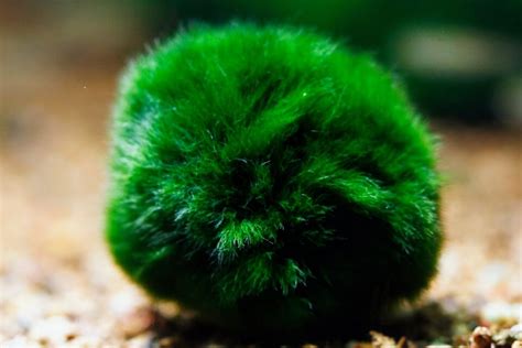 Marimo algae balls threatened by climate change • Earth.com